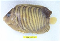 藏品(甲尻魚)的圖片